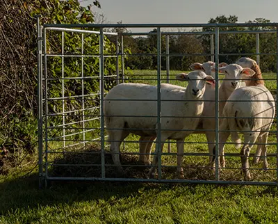 Three sheep stand closely together inside a small metal pen on a grassy field, with trees visible in the background. The pen is in the shade, while the field beyond is sunlit.