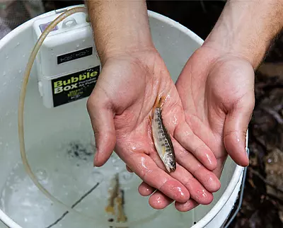 Hands gently holding a small fish with a pale body and dark markings above a bucket filled with water. A device labeled "Bubbler Box" is partially visible on the bucket.