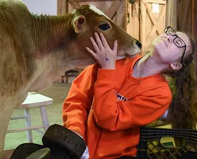 A person wearing glasses and an orange sweatshirt is smiling while a small brown calf nuzzles their cheek inside a barn. They are seated on a crate, and there is a star drawn on their hand.