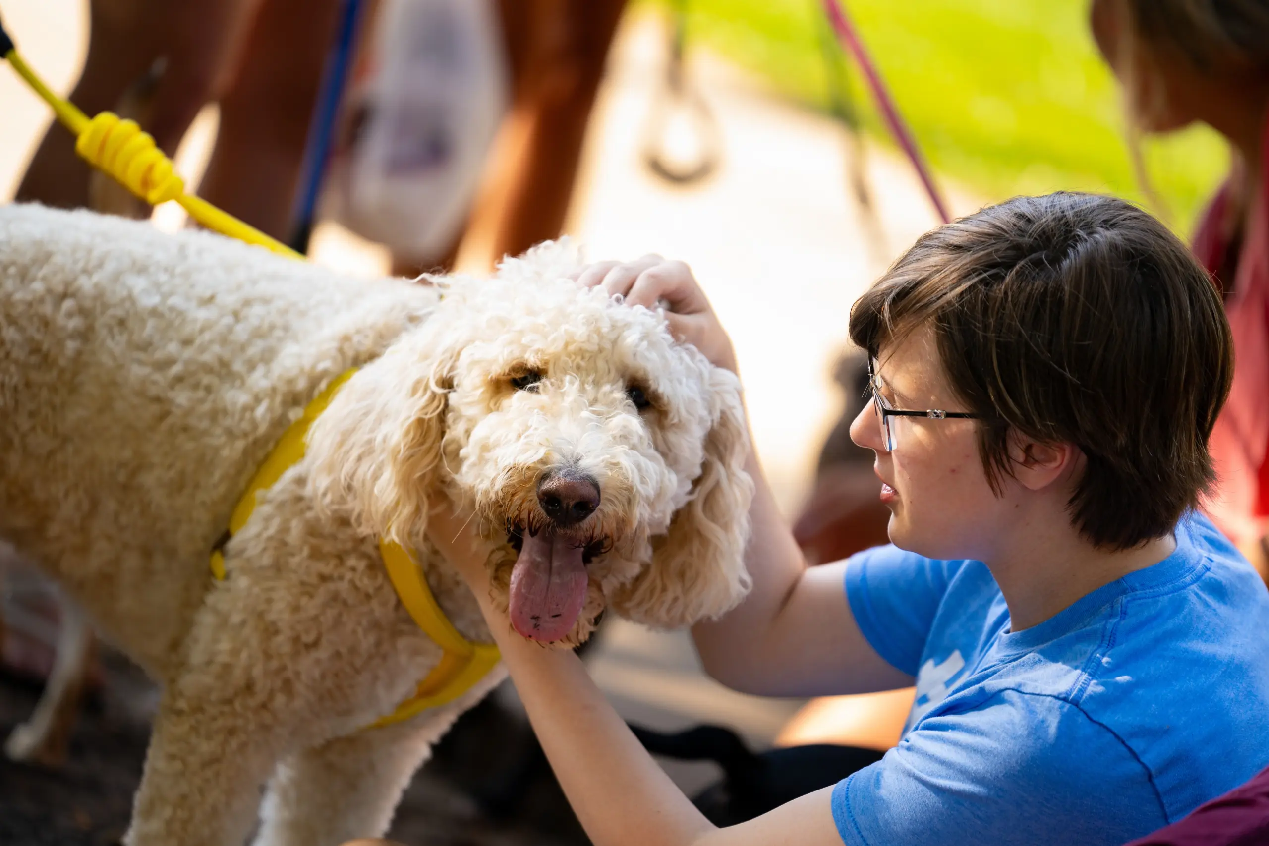 A person wearing glasses and a blue shirt gently pats a fluffy, curly-haired dog with its tongue out. The dog is wearing a yellow harness. The background is blurred, with hints of greenery and another person.